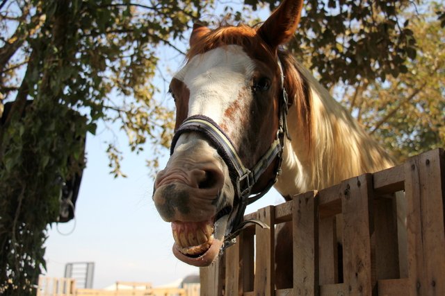 Horses eat chocolate?