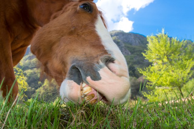 horse Eating Guide