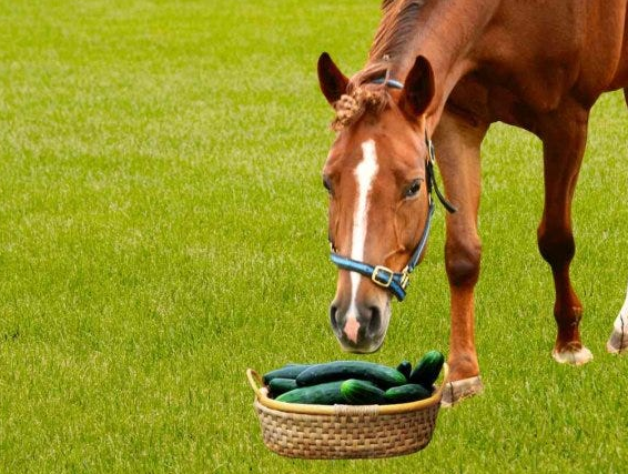 horse eat cucumber