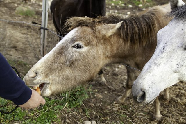 Horse eating carrots