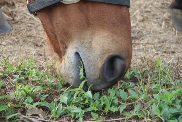 Horse eating clover