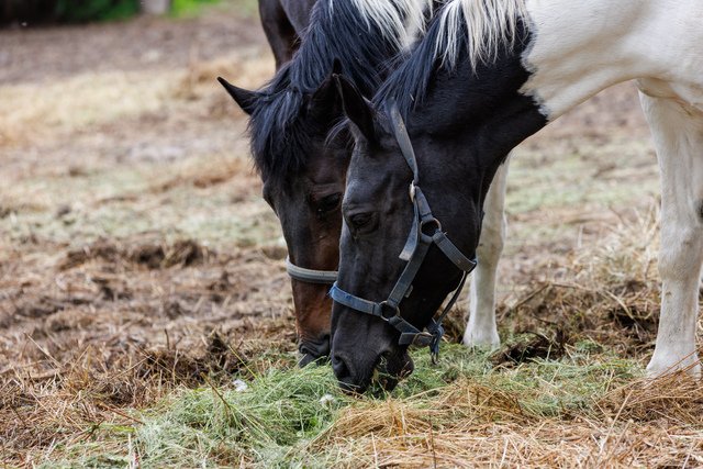 horses eat hay