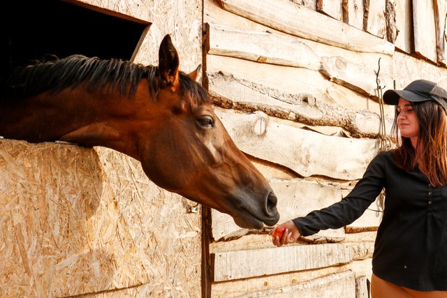 horses eating apples