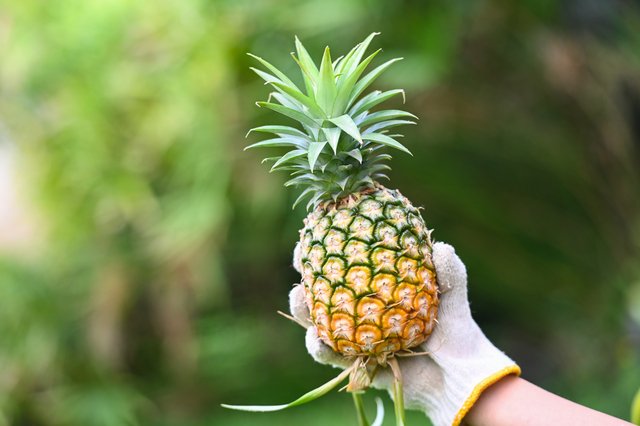 pineapple tropical fruits