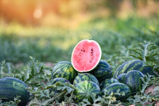 watermelon in farm