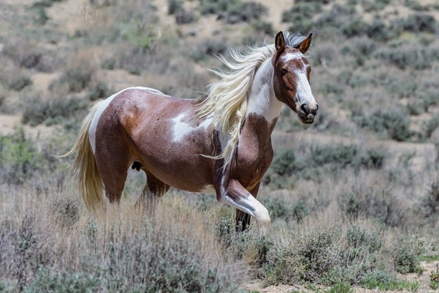 Wild Mustang Horses