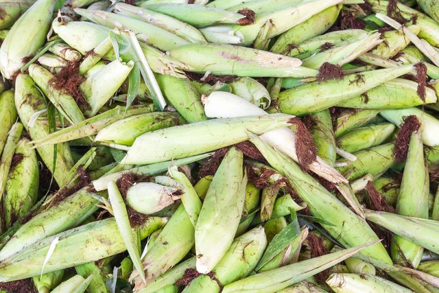 Fresh corn with husk