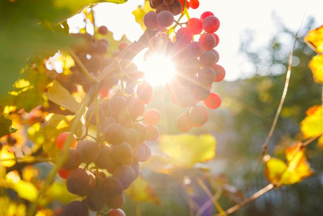 grapes in farm