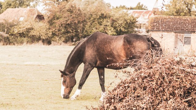 horse eating dirt