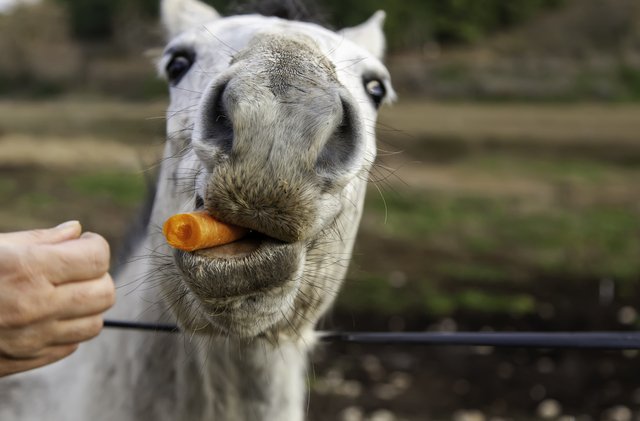 Horse eating carrots