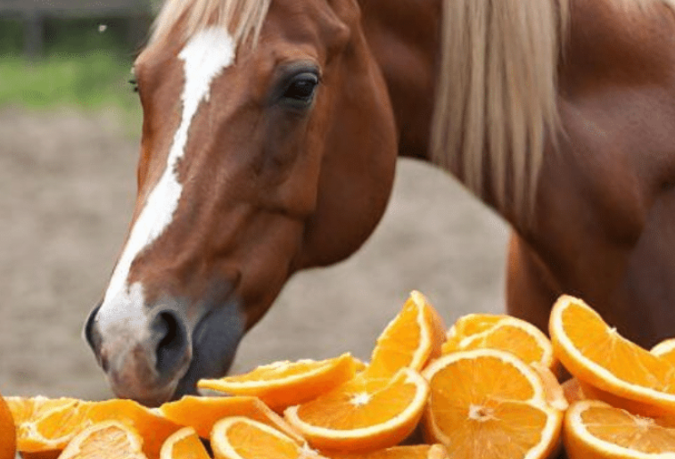 Can Horse eat Orange Peels